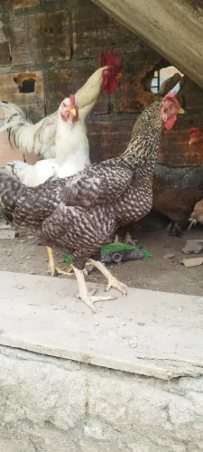 Galinha caipira