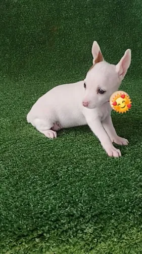 Pinscher pré adestrado