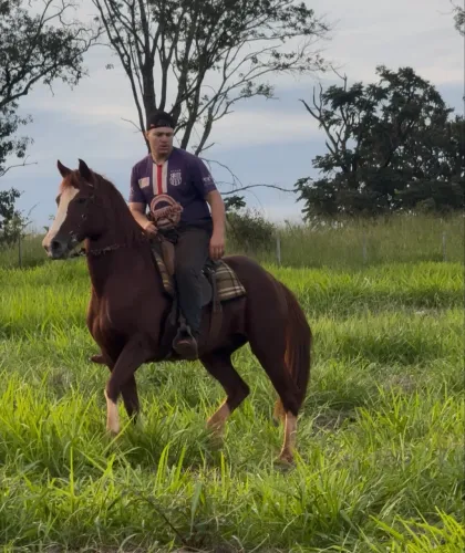 Cavalo mangalarga paulista registrado 4.500