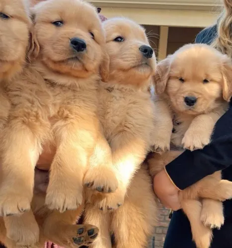 Golden Retriever - Um Amor Leve, Doce E Sincero