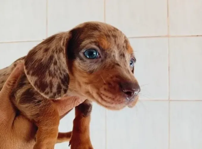 salsicha dachshund filhote basset