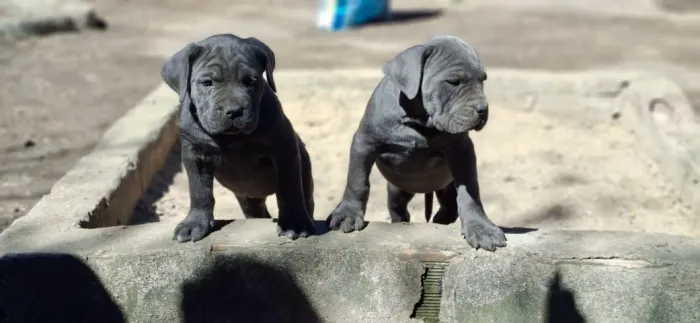 Filhote Cane Corso - CBKC - Fêmea Cinza