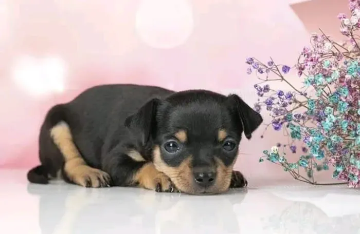 Miniatura pinscher