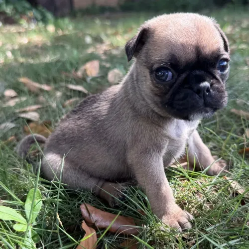 Pug Abricot- A pronta entrega