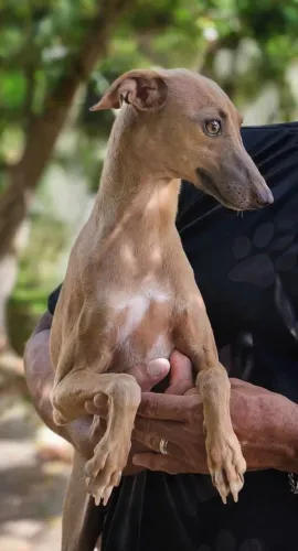 Galgo Italiano Femea 11 meses de idade - Top