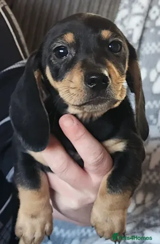 Bebezinho dachshund/teckel/basset/salsicha/cofap super saudável
