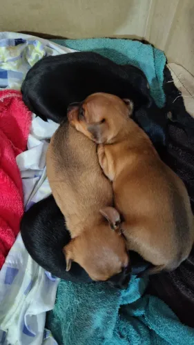 Cachorros Pinscher ou a Ninhada