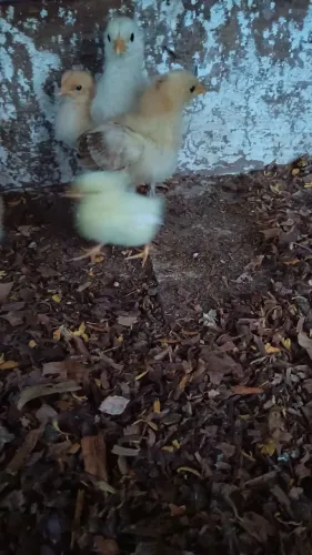 Vendas de galinho garnisé e pintinhos garnisé