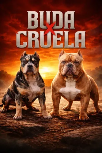 American Bully RESERVA entrega em 1 Agosto