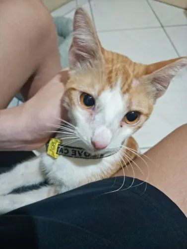 Gato 