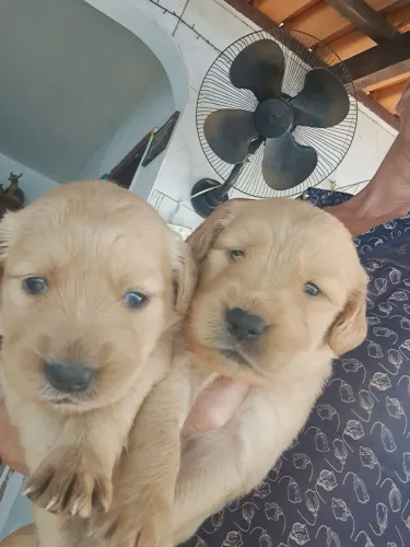 Filhotes de Golden retriever excelente padrão 
