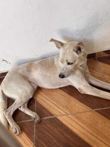 Cachorro 