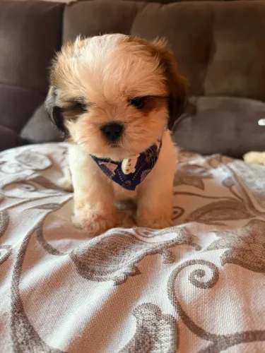 Shitzu macho último disponível pronta entrega 