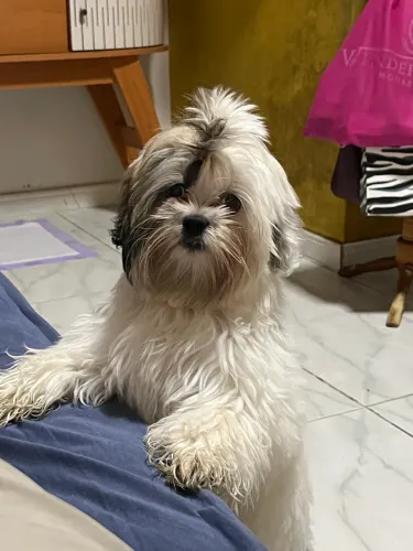 Shihtzu