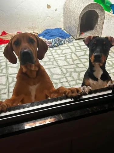 Doação de cachorro de porte grande