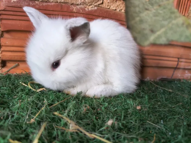 Filhotes Leão × Mini Lop - Coelhinhos PET ?
