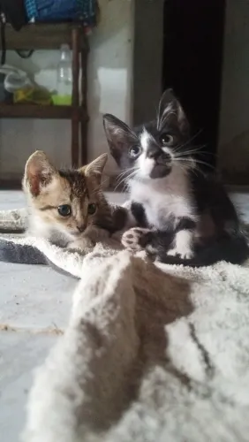 Gatos filhotes