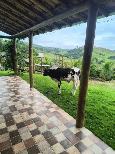 Bezerro manso e desmamado 