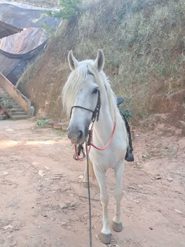 Cavalo tordilho