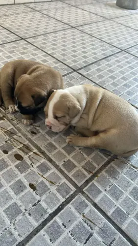 Vendo