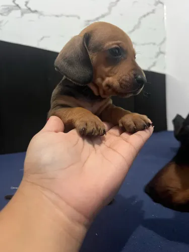  FILHOTES DE DACHSHUND - SALSICHAS 