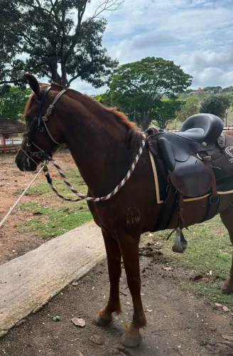 Cavalo
