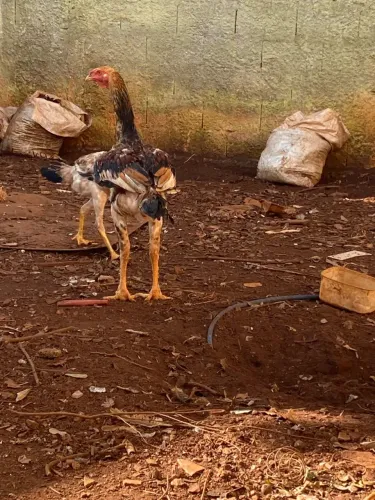 Vendo frango , formando ainda !! 