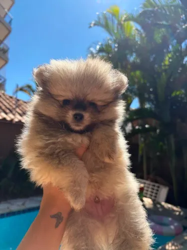Lulu Da Pomerania