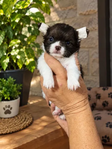 Chihuahua fêmea pelo longo