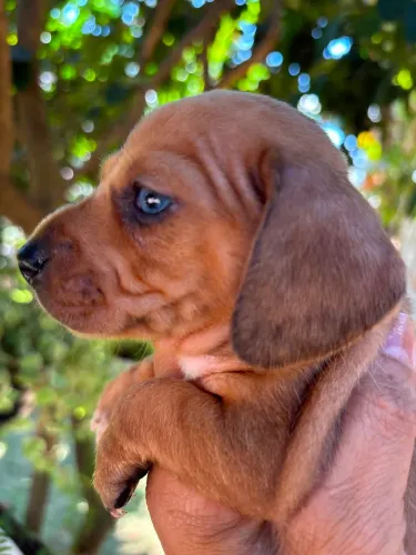 ? Filhotes Dachshund (Salsicha) Red Merle e Black & Tan ?