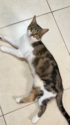 Gatinha doação (castrada)