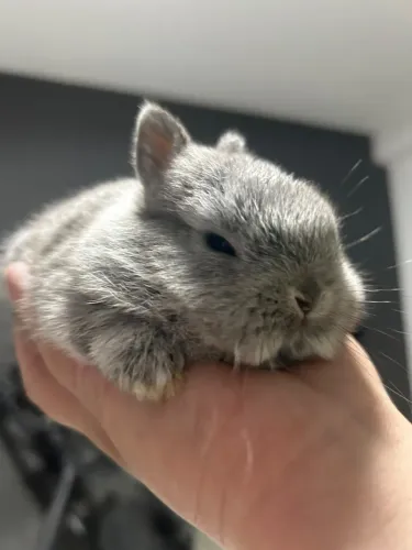 Coelhos