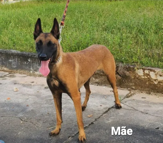 Vendo filhotes de cão pastor Belga Malinoá. 