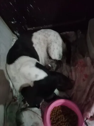 Cachorros 