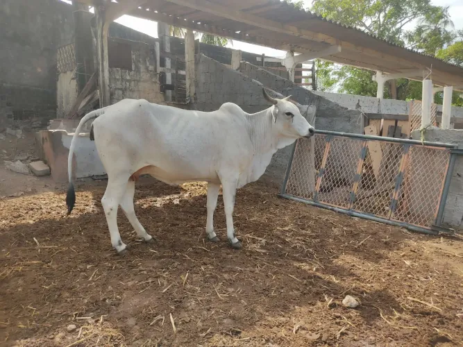 Venda de Bois, Vacas, novilhas, garotas ,garrotes, gado, permanente