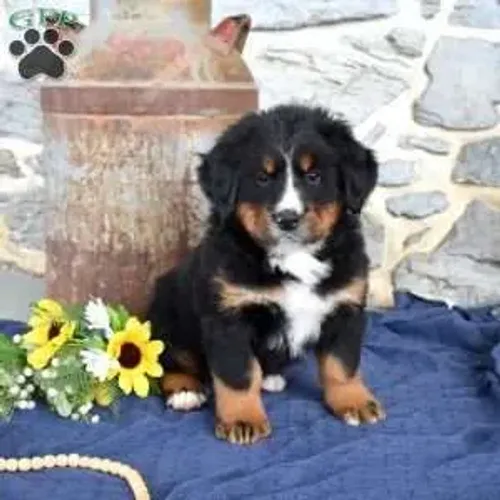 Bernese Mountain | O melhor carinho do mundo