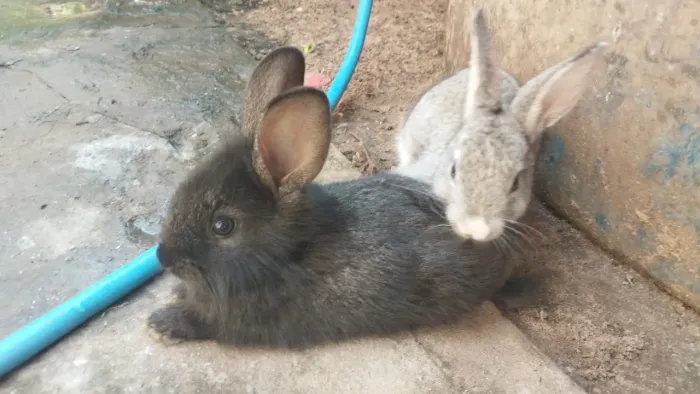 Casal filhote de coelho 