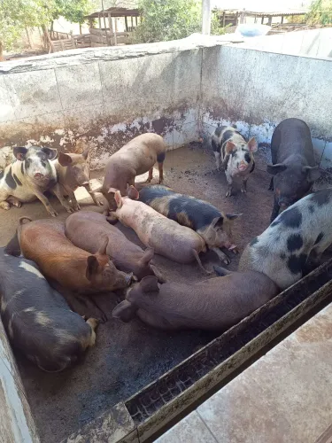 Porcos e Leitões Caipiras