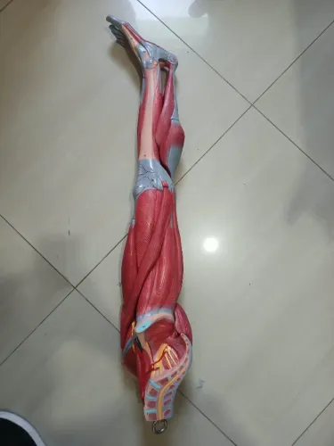 Modelo Anatômico da Musculatura do Membro Inferior (Perna Completa) Tamanho Natural