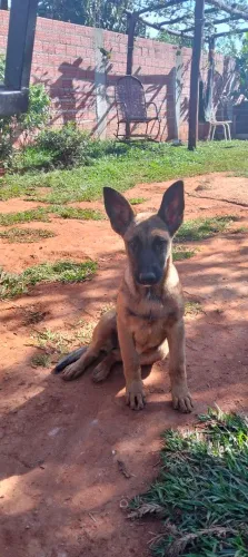 Pastor belga malinois fêmea Anápolis 
