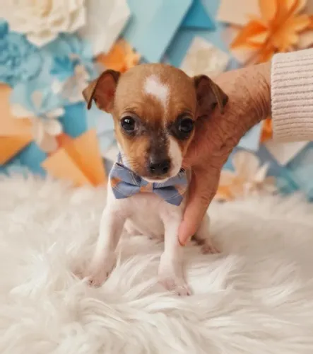 Filhote Pinscher Macho Muito Fofo