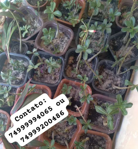 Vende-se plantas e mudas.