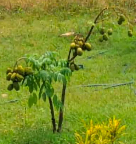 Muda de cajarana anã