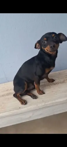 Pinter macho 10meses