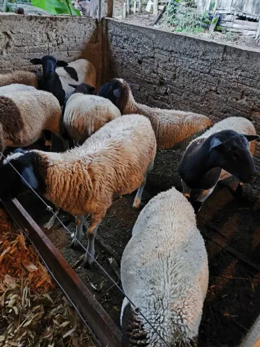 Borregas/cordeiras