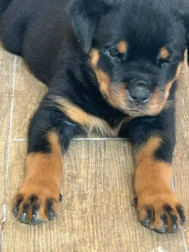 Filhotes de Rottweiler