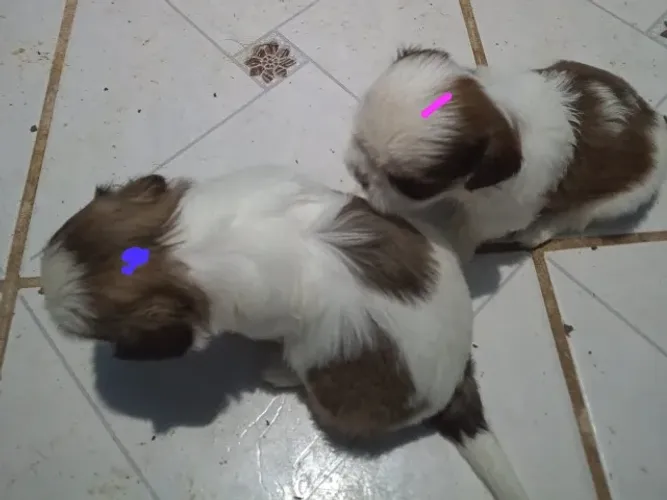 Vende-se um casal filhotes de shtsuz