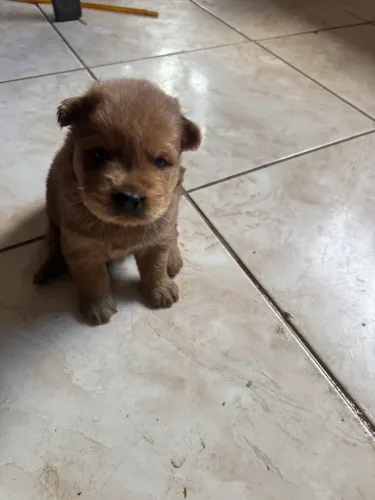 Filhotes de chow chow