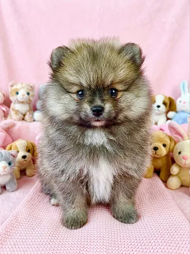 PROMOÇÃO Fêmeas Anão Lulu da Pomerânia Filhotes SPITZ ALEMÃO