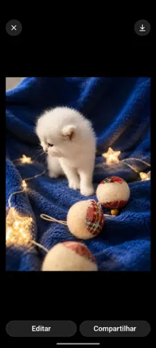 Filhote de Gato Persa 
